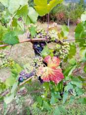 Foto Terreno con Casale agricolo