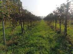 Foto Terreno di 15000 m in vendita a Correggio