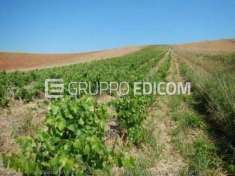 Foto Terreno di 16680 mq  in vendita a Contessa Entellina - Rif. 4507504