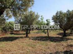 Foto Terreno di 4860 mq  in vendita a Gizzeria - Rif. 4512731