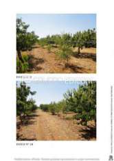 Foto Terreno di 6500 mq  in vendita a Turi - Rif. 4505179