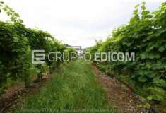 Foto Terreno di 922 mq  in vendita a Vidor - Rif. 4508576