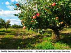 Foto Terreno edificabile in vendita a Andriano