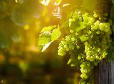 Foto Terreno edificabile in vendita a Appiano Sulla Strada Del Vino