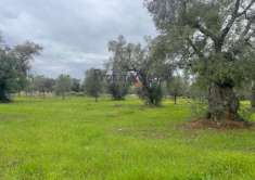 Foto Terreno edificabile in vendita a Carovigno