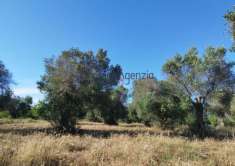 Foto Terreno edificabile in vendita a Carovigno