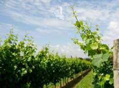 Foto Terreno edificabile in vendita a Laives