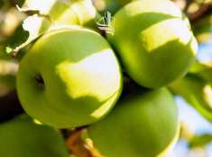 Foto Terreno edificabile in vendita a Laives