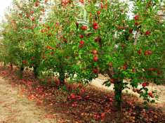Foto Terreno edificabile in vendita a Magre' Sulla Strada Del Vino