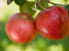 Foto Terreno edificabile in vendita a Nalles