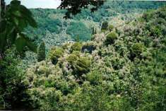 Foto Terreno edificabile in vendita a Rapallo