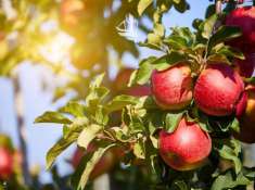 Foto Terreno edificabile in vendita a Trento