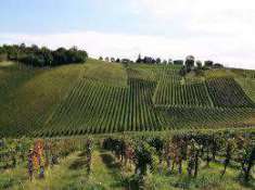 Foto Terreno edificabile in vendita a Ziano Piacentino