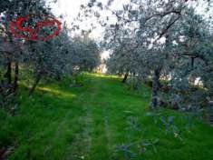 Foto Terreno edificabile residenziale in vendita a Bucine