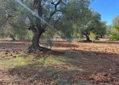 Foto Terreno edificabile residenziale in vendita a Carovigno