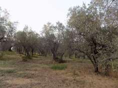 Foto Terreno edificabile residenziale in vendita a Cecina