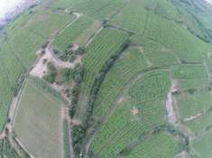 Foto Terreno edificabile residenziale in vendita a Monteforte D'Alpone