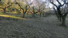 Foto Terreno edificabile Silvi