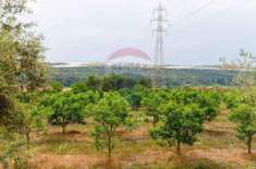 Foto Terreno in vendita a Caltagirone