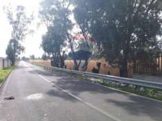Foto Terreno in vendita a Catania, Vaccarizzo