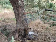 Foto Terreno in vendita a Chiaramonte Gulfi, Roccazzo