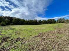 Foto Terreno in Vendita nelle campagne della Maremma Toscana, situato a San Giovanni delle Contee, Sorano, Questa splendida propriet  si trova a soli 8km d