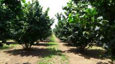 Foto TERRENO NOCCIOLETO PIANEGGIANTE IRRIGUO RECINTATO