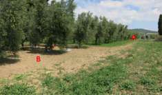 Foto TERRENO PRODUTTIVO A SALO'