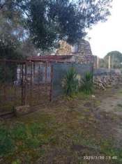 Foto terreno ulivi