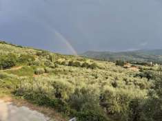 Foto TERRENO VENDESI OLIVETA DI 780 OLIVI CON RIMESSA , POSSIBILITA' LUCE E ACQUA