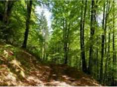 Foto TERRENO ZONA MONTELAGUARDIA AD EURO 0,60 AL MQ