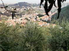 Foto TOIRANO ULIVETO - LOCALITA' BUSCHE'