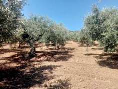 Foto Uliveto in vendita a Castelvetrano