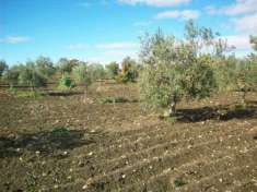 Foto V000552 - VENDESI MAGAZZINO AGRICOLO DI 110 MQ CON TERRENO.