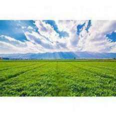 Foto V001590 - TERRENO EDIFICABILE E AGRICOLO