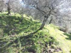 Foto V2718 - TERRENO AGRICOLO - ULIVETO - SESSA AURUNCA (CE)