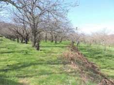Foto V2719 - TERRENO AGRICOLO - CASTAGNETO - ROCCAMONFINA (CE)