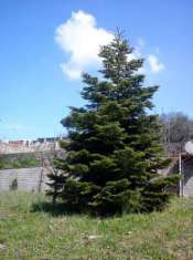 Foto VALLE MARTELLA | LOTTI DI TERRENO EDIFICABILI | 1.100 MQ