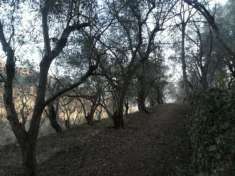 Foto Vendesi terreno agricolo oliveto