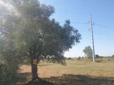 Foto VENDITA TERRENO AGRICOLO C.DA FORESTA
