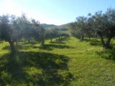 Foto Vendita Terreno agricolo Via G.Gentile 1254 Castelvetrano (TP)