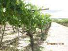 Foto Vendo terreno agricolo