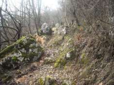 Foto Vendo Terreno in Collina Panoramico Lago di Garda