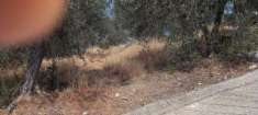 Foto vendo uliveto ad 1 km dal mare