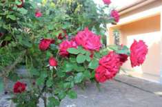 Foto Viareggina in vendita a Marti - Montopoli in Val d'Arno 103 mq  Rif: 1388229