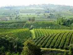 Foto Vigna Vigneto colline Oltrepo' Pavese e Piacenza
