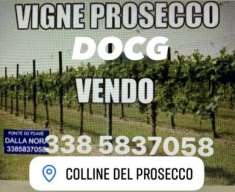 Foto VIGNETI DI PROSECCO DOCG DI 2,5 ETTARI