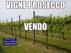 Foto VIGNETI DI PROSECCO IN VENDITA