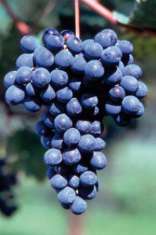 Foto Vigneti Vari : Barbera