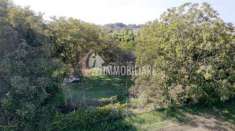 Foto Vigneto di oltre 5000mq alle porte di Casalmaggiore